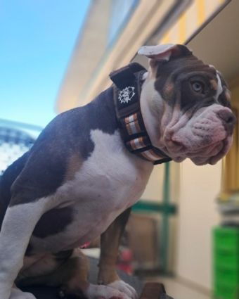 Lorem ipsum dolor sit amet consectetur adipiscing elit