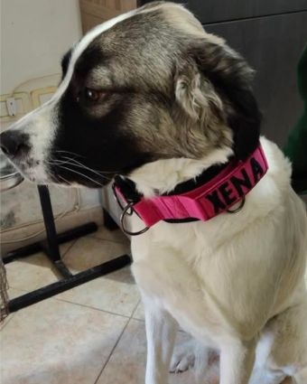 Lorem ipsum dolor sit amet consectetur adipiscing elit