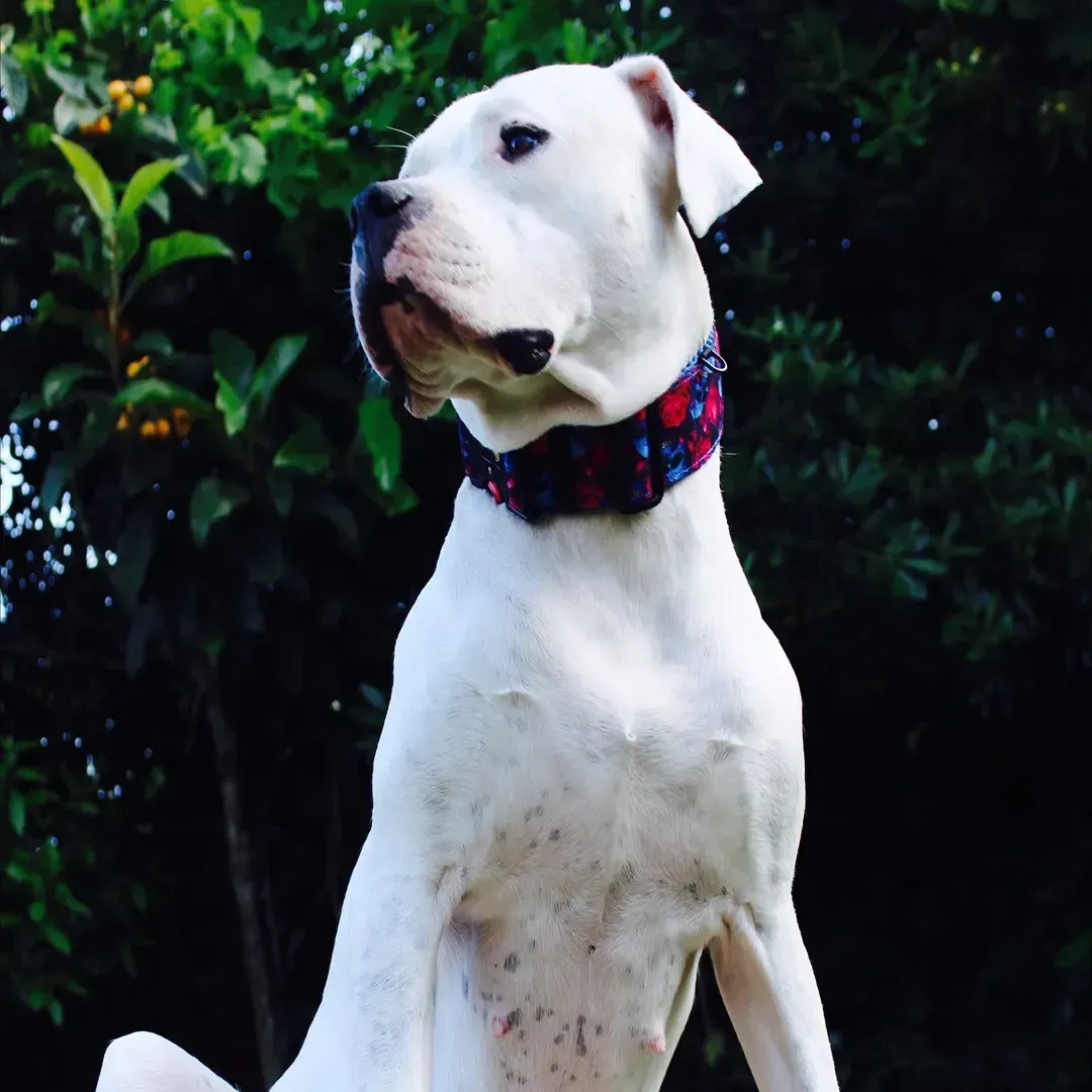 collare con teschi e rose 4