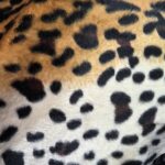 Leopardo